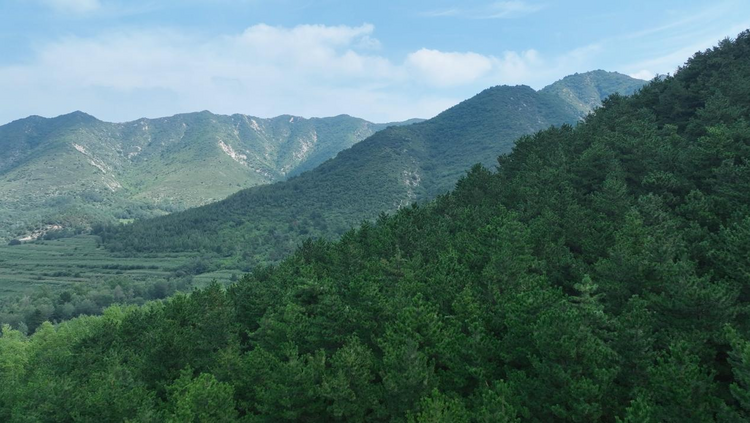 河北平泉：雨季造林正當時 繪就生態新畫卷_fororder_圖片4