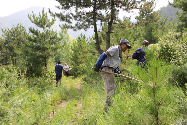河北平泉：雨季造林正當時 繪就生態新畫卷_fororder_圖片2