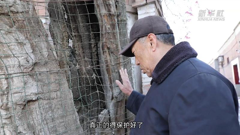 《記錄雄安》第十六集：種槐追鄉，同記鄉愁