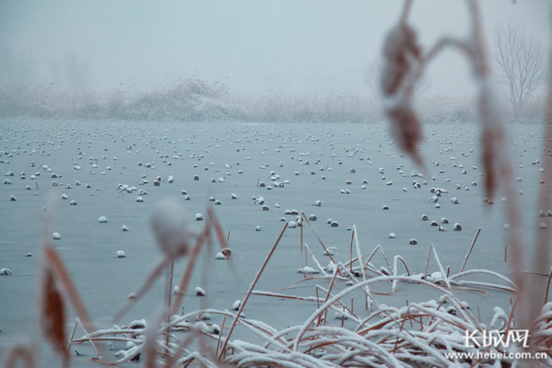 【生態文明@濕地】淡裝素顏 衡水湖雪景美如水墨畫