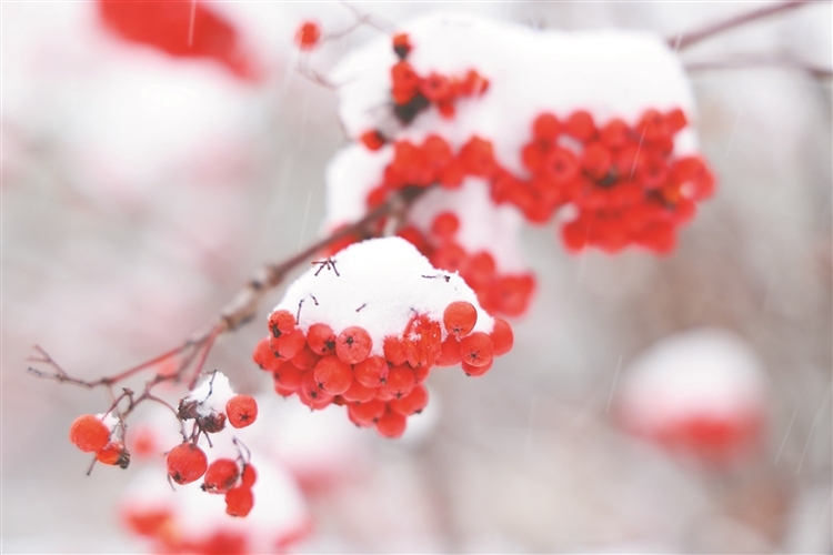 漠河秋雪