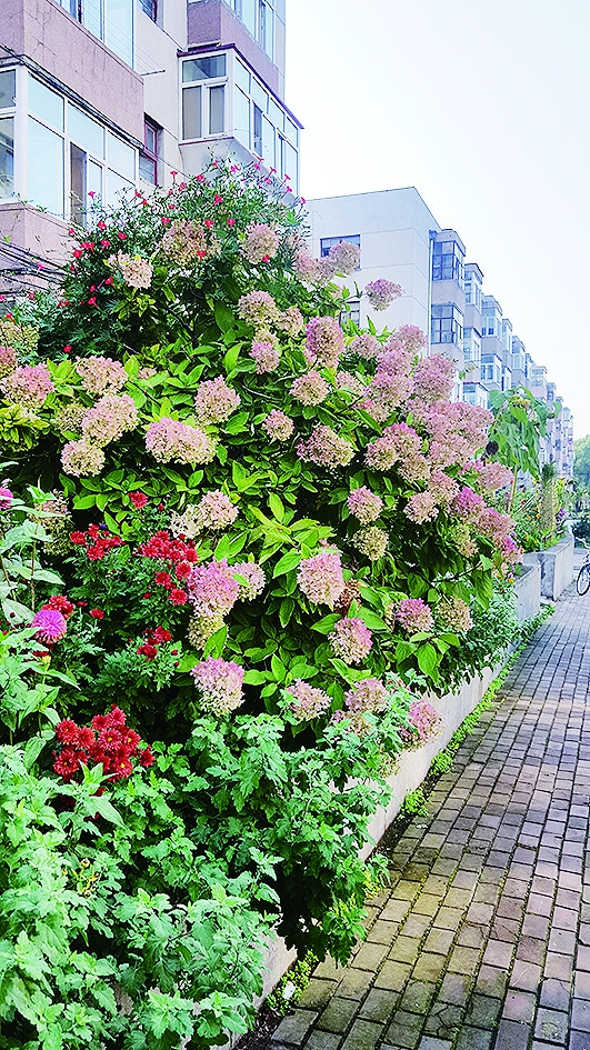 哈市4種木繡球花引種成功明年或將落地推廣