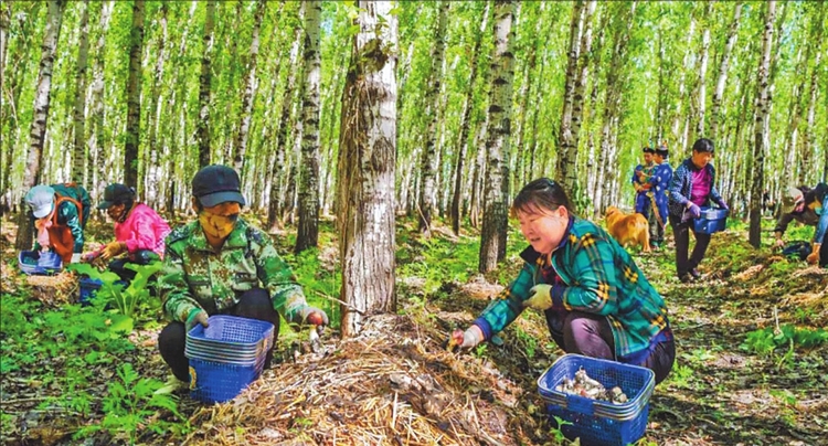 訥河 把赤松茸做成産業鏈