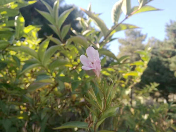 奇！深秋春花開