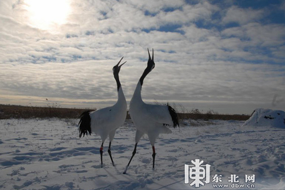 不去後悔！一次龍江冬季之行“打包”所有頂級冰雪風景