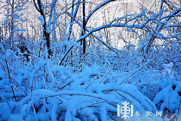 太平溝國家級自然保護區現“紅裝素裹”冬日美景