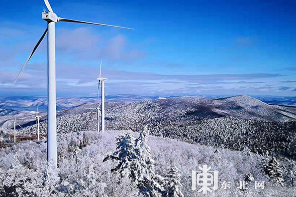 太平溝國家級自然保護區現“紅裝素裹”冬日美景