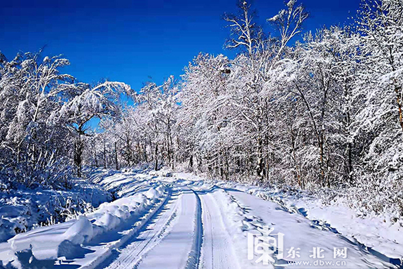 太平溝國家級自然保護區現“紅裝素裹”冬日美景