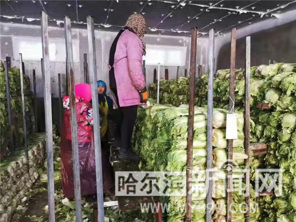 哈爾濱市級儲備蔬菜30日起投放市場