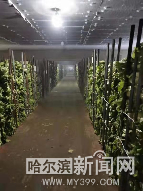 哈爾濱市級儲備蔬菜30日起投放市場