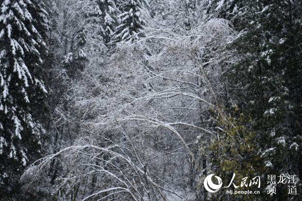 “雙節”長假中國雪鄉五花山色披銀裝