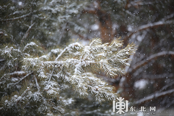 大興安嶺呼中區迎來初春以來最大降雪