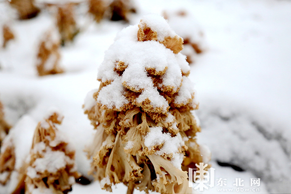 大興安嶺呼中區迎來初春以來最大降雪