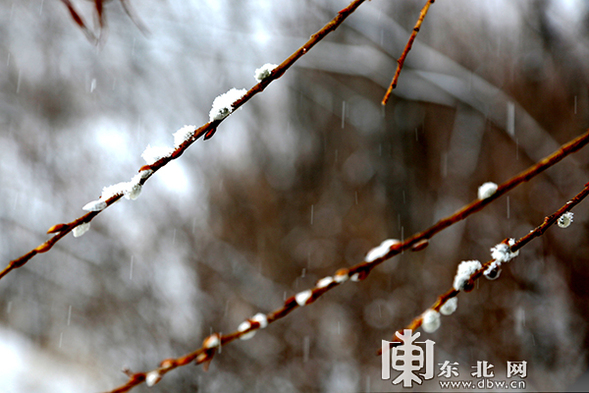 大興安嶺呼中區迎來初春以來最大降雪