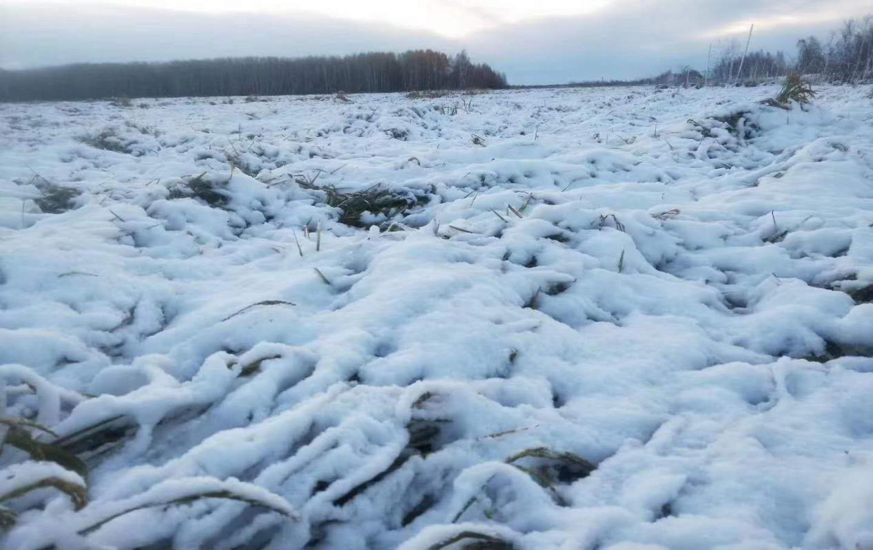 B【黑龍江】雪災當前顯真情：建三江農商銀行助力農戶度過雨雪災害