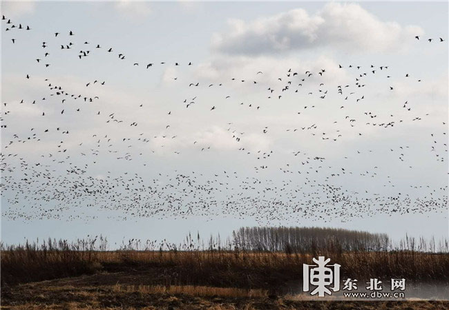 興凱湖國家級自然保護區秋季鳥類遷徙迎高峰