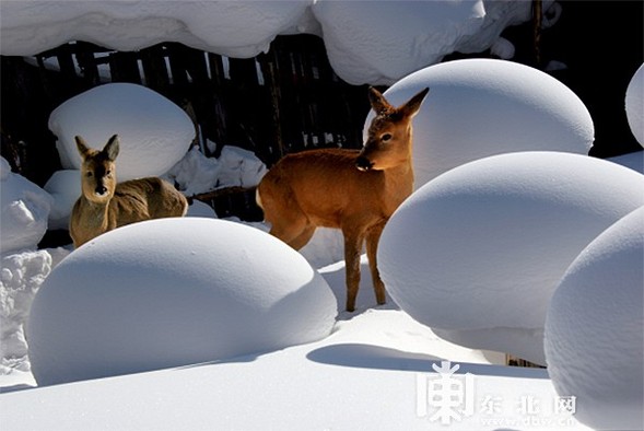 “歡迎您來黑龍江走親戚” 黑龍江冰雪盛宴邀山東老鄉“續”關東情