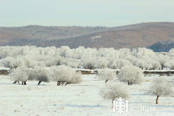 中俄界江黑龍江呼瑪段江畔現唯美霧凇美景