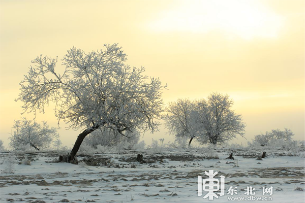 中俄界江黑龍江呼瑪段江畔現唯美霧凇美景