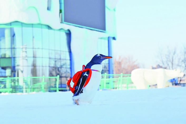 頂級優質白雪“已到貨”注意查收