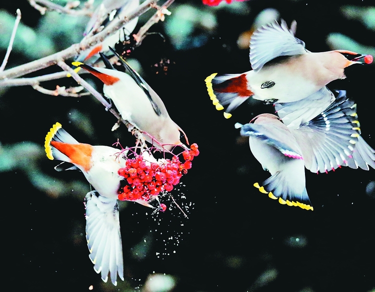 太平鳥覓食果紅雪白靈動如畫