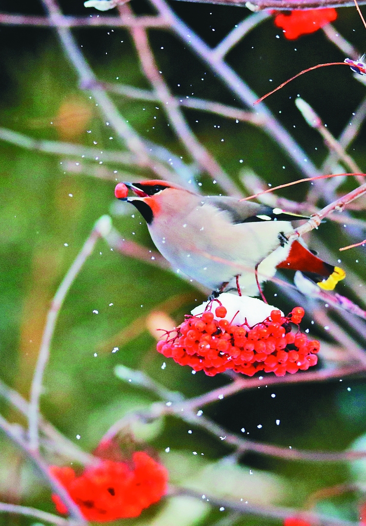 太平鳥覓食果紅雪白靈動如畫