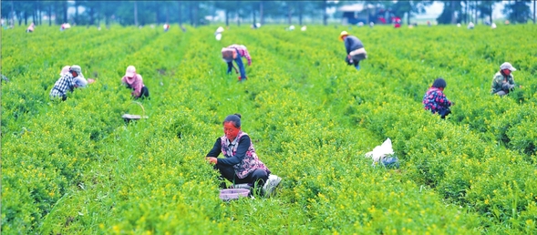 “龍菜”：綠色賦能調結構“一穩三增”創高效