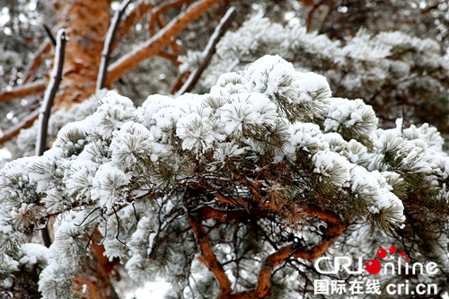 【黑龍江】【供稿】黑龍江漠河：四月飛雪醉遊人 雪深達10釐米