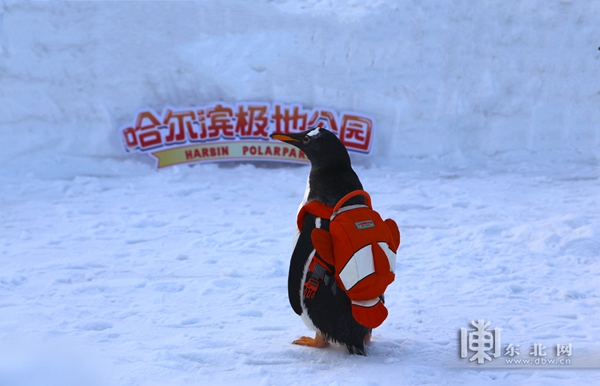 “淘學企鵝”冰雪巡遊 哈爾濱極地公園將於1月22日盛大啟幕