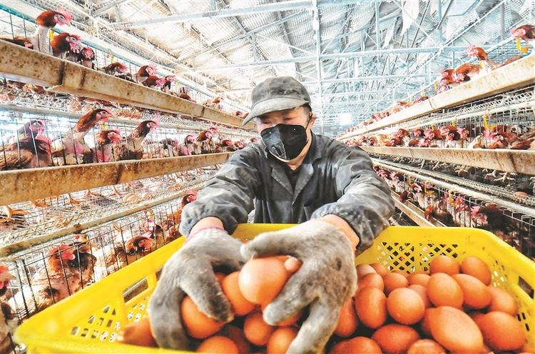 養殖場內一派繁忙