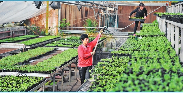 黑龍江省森林植物園35萬株綠化花卉開始育苗