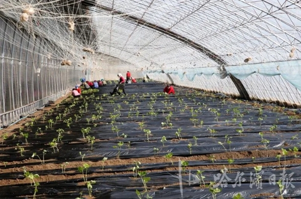 頭茬豆角種上了  哈爾濱​雙城蔬菜大棚，應季蔬菜無公害種植