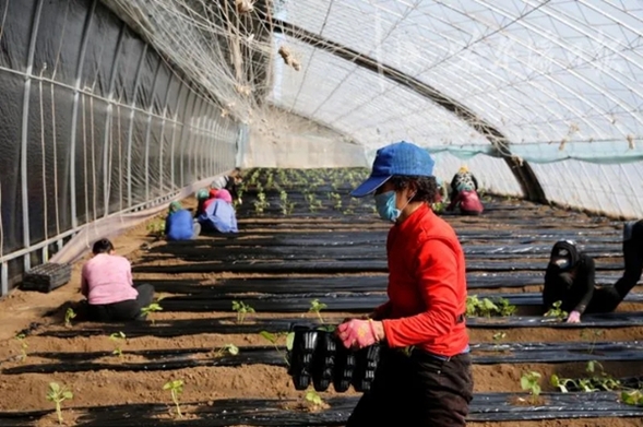 頭茬豆角種上了  哈爾濱​雙城蔬菜大棚，應季蔬菜無公害種植