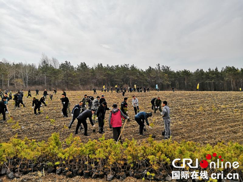 【黑龍江】【供稿】心連心開展義務植樹 手牽手共建生態依蘭