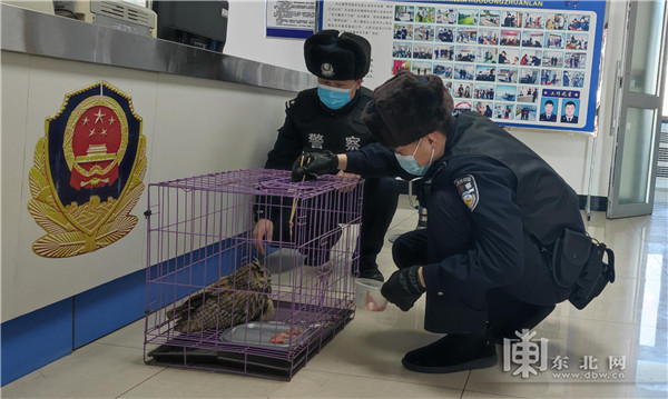 警民聯手救助國家重點二級保護野生動物長耳鸮