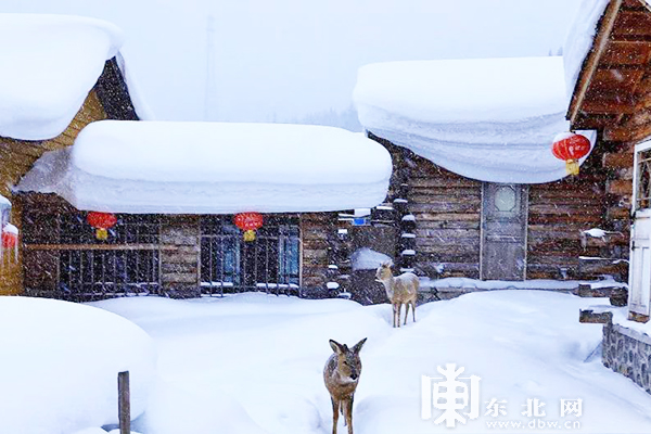 春季 到雪鄉來看雪