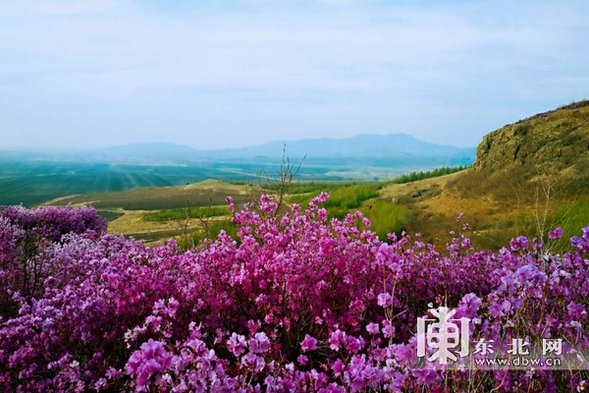 佳木斯市郊區杜鵑花開漫山