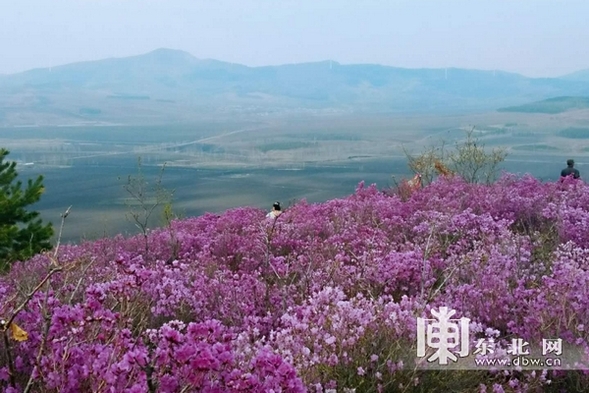 佳木斯市郊區杜鵑花開漫山