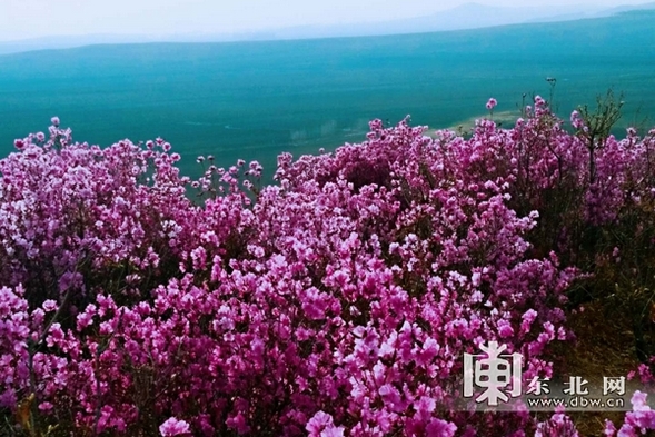 佳木斯市郊區杜鵑花開漫山