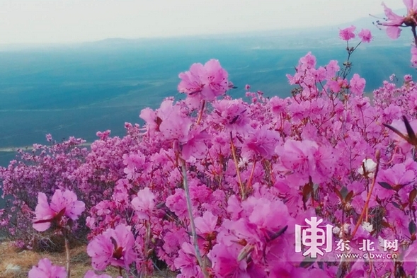 佳木斯市郊區杜鵑花開漫山