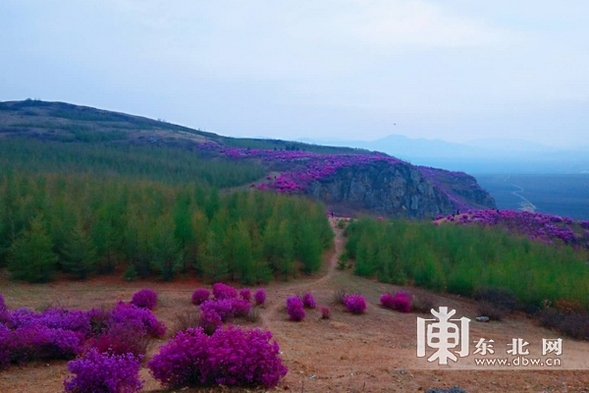 佳木斯市郊區杜鵑花開漫山