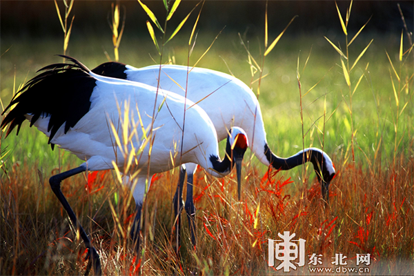 龍江春季觀鳥地圖：追尋空中精靈一同叫醒春天