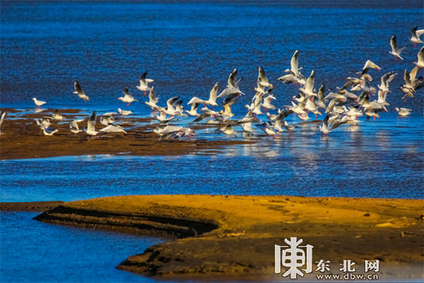 龍江春季觀鳥地圖：追尋空中精靈一同叫醒春天