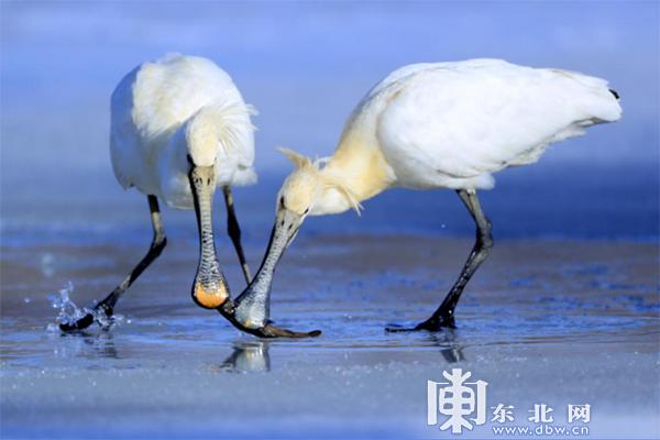 龍江春季觀鳥地圖：追尋空中精靈一同叫醒春天