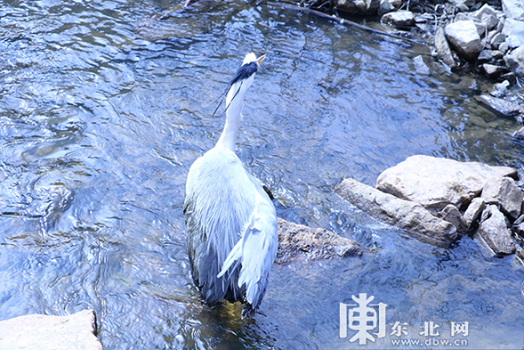 二十多天精心護理 國家二級保護野生動物蒼鷺“出院”回家了