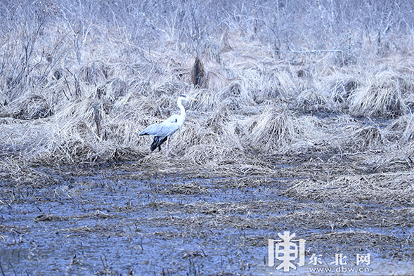 二十多天精心護理 國家二級保護野生動物蒼鷺“出院”回家了