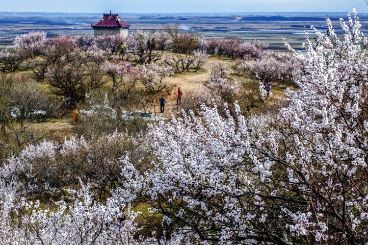 不負春光！收下這份龍江春景圖