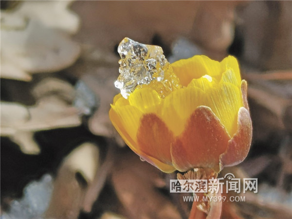 春雪滿空來 觸處似花開