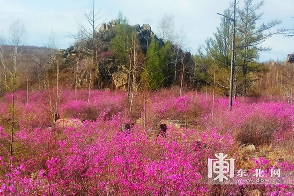 黑河孫吳縣發現500公頃原生態野生興安杜鵑