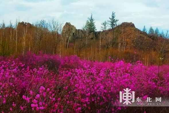 黑河孫吳縣發現500公頃原生態野生興安杜鵑